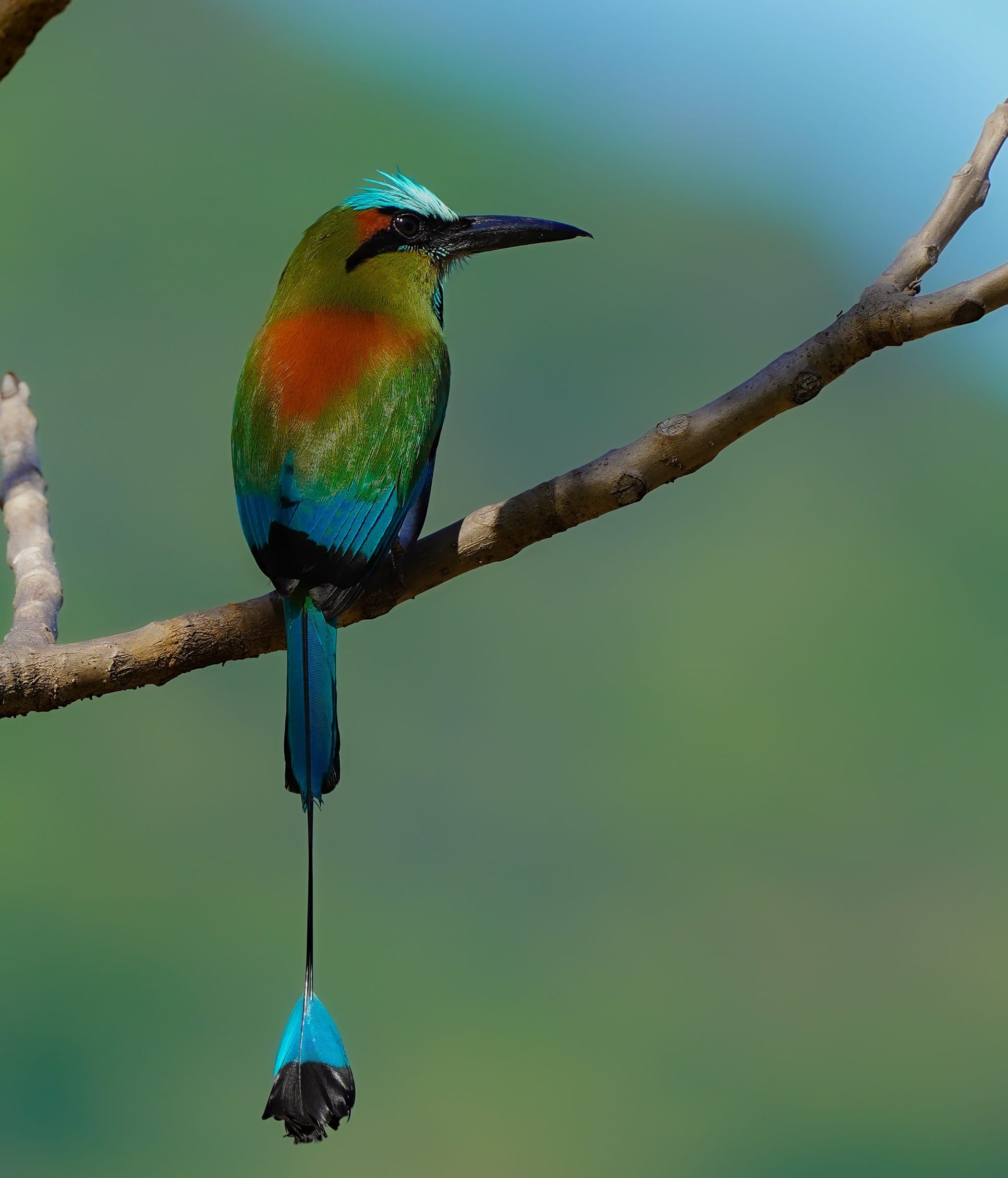 Birdwatching Tour hero photo