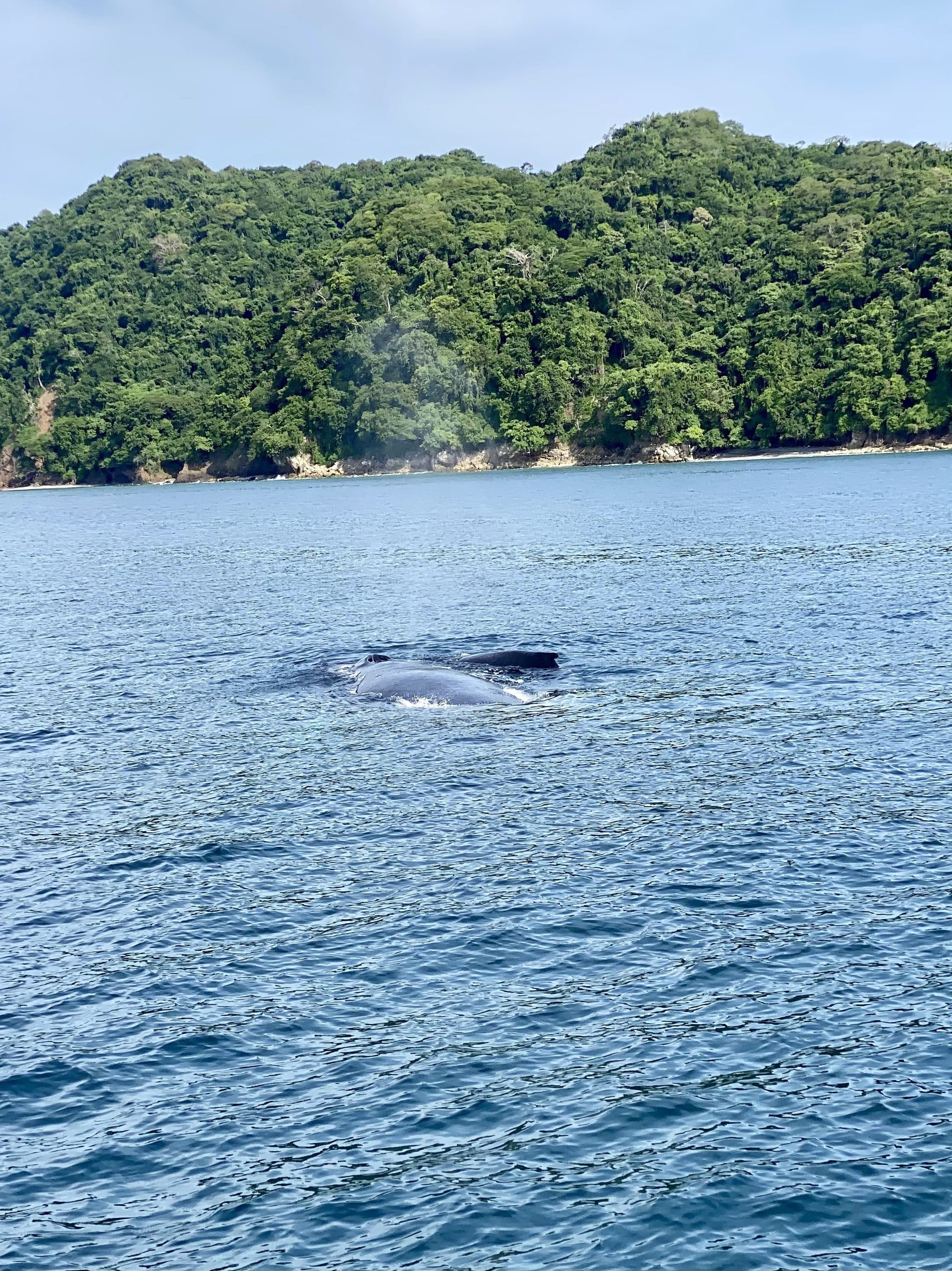 Whale Watching Tour hero photo